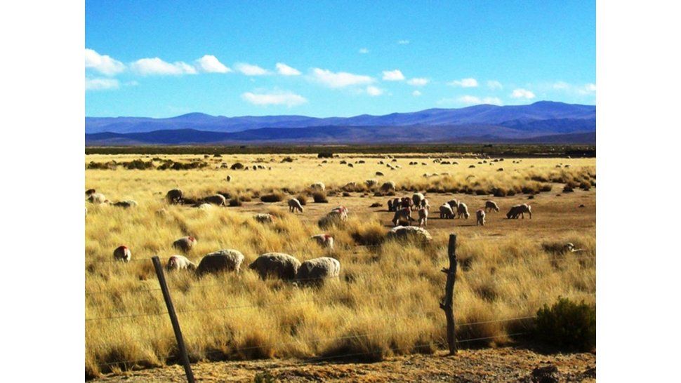 Ganado ovino