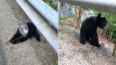 El video que tiene como protagonista a este oso se viralizó en las redes sociales.