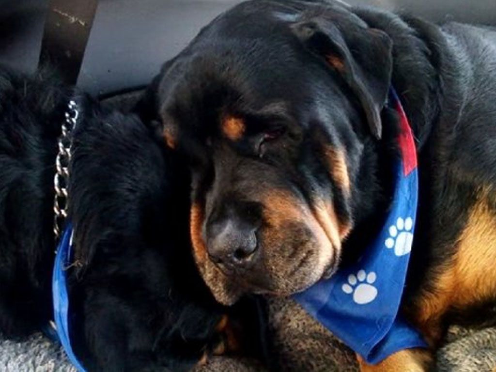 Brutus llora a su hermano muerto
