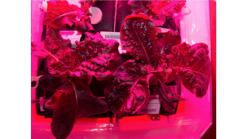 “Lechuga romana roja”