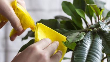 Trucos caseros para limpiar las hojas de tus plantas y mantenerlas sanas