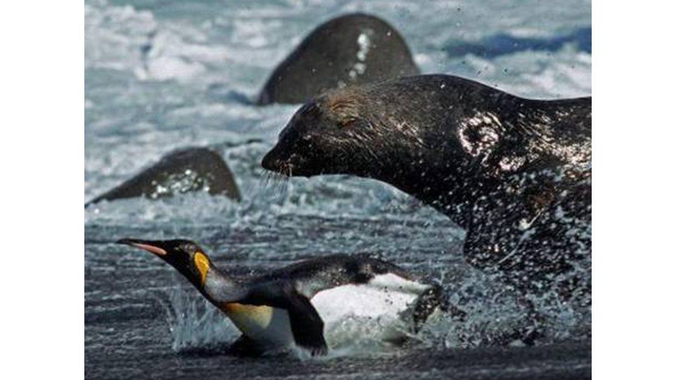 Focas y Pingüinos