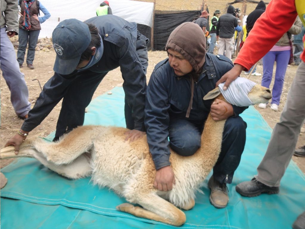 Esquila de vicuñas