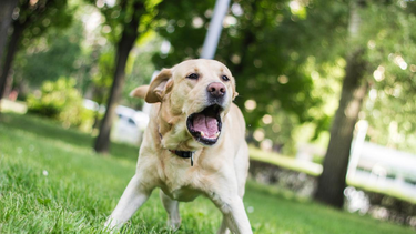 Cuál es el significado espiritual de que una mascota ladre mucho.&nbsp;