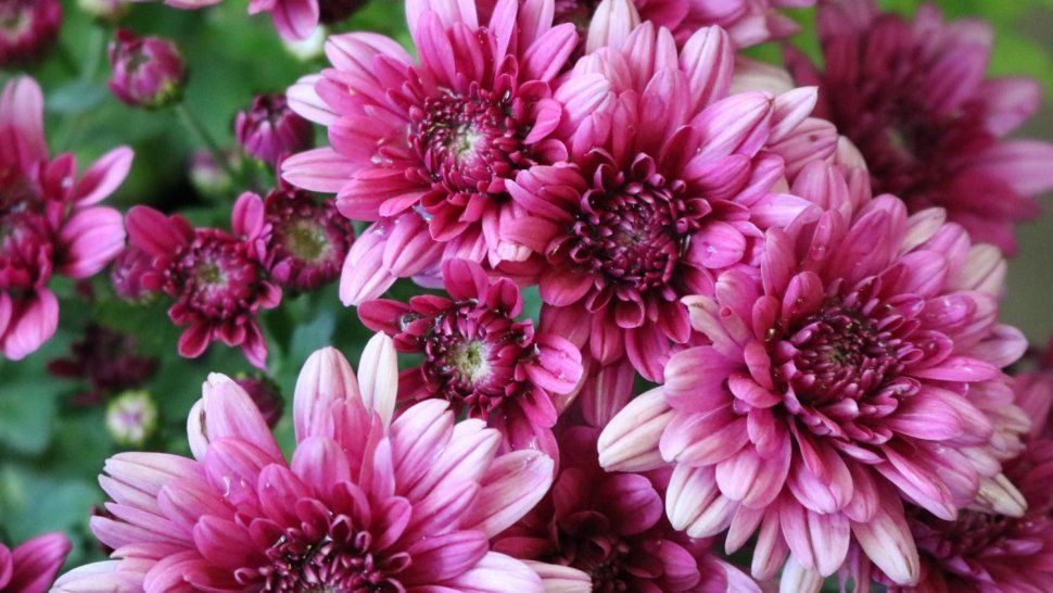 Para los amantes de las plantas: el viernes arranca la Fiesta Provincial de Floricultura