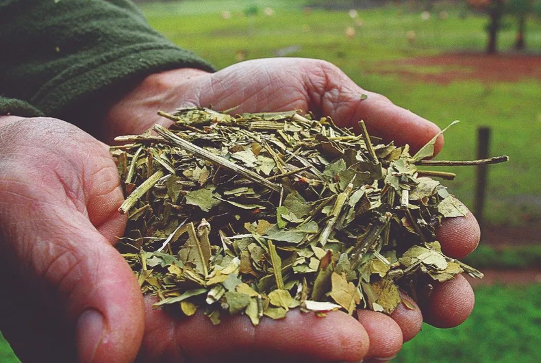 El nuevo artículo modificado ahora señala: “El INYM no podrá dictar normas o establecer intervenciones que provoquen distorsiones en los precios de mercado, generen barreras de entrada, impidan la libre iniciativa privada y/o interfieran en la libre interacción de la oferta y la demanda en la producción y comercialización de la yerba mate y derivados”.