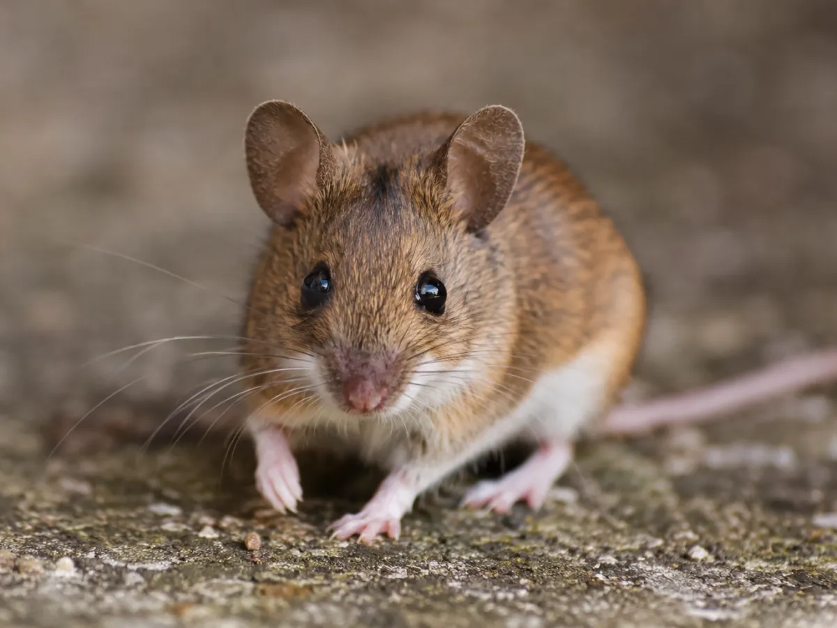 Hantavirus.