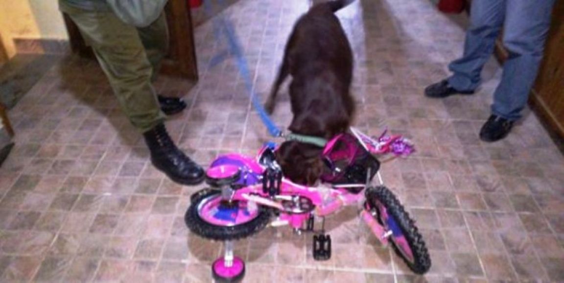 Narcobici