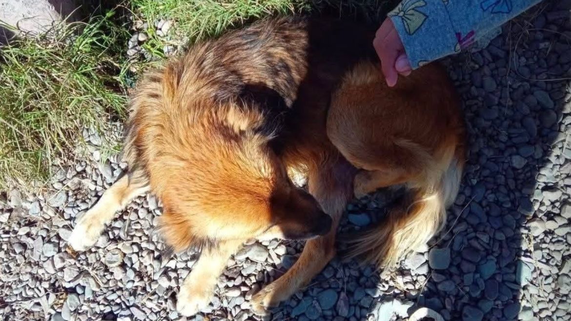 Ayuda para una mascota.