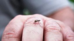 Para que no se vuelvan criaderos lo mejor es cubrirlos con tela mosquitera.