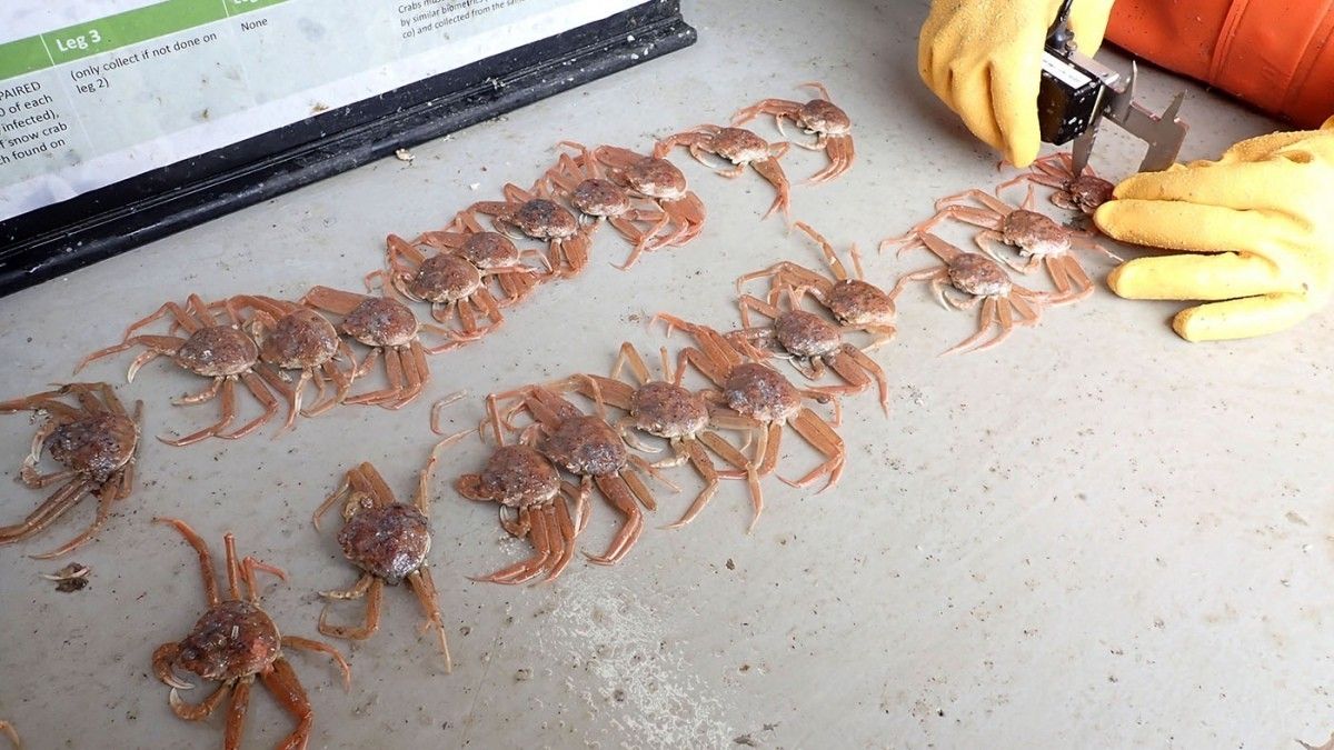 Alaska: muerte masiva de cangrejos por la suba de la temperatura del agua.&nbsp;