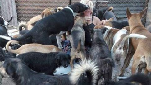 Todo Jujuy | hogar san roque - perros rescatados