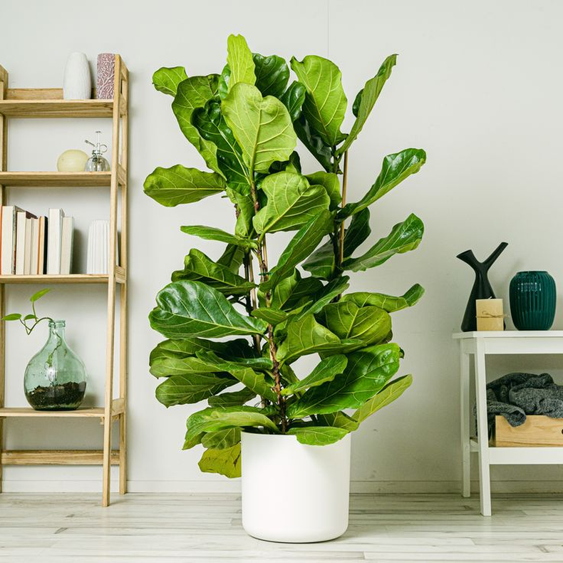 Plantas para interiores La higuera de hoja de violín puede sobrevivir en ambientes con poca luz, pero no es muy amiga del frío