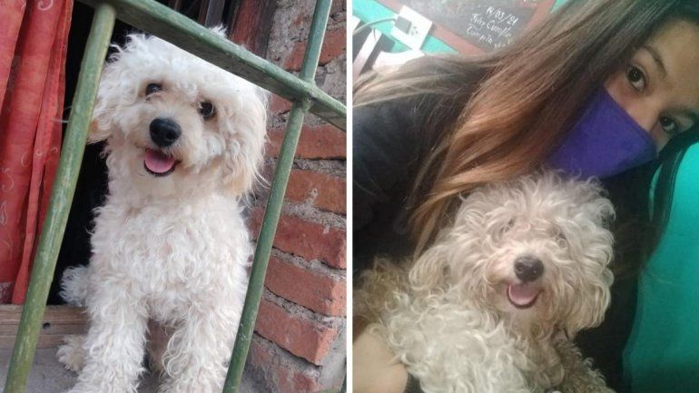Simón, el perrito había desaparecido de su casa a principios de abril.