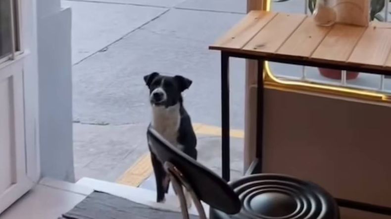 Buddys, el perro jujeño que es viral 