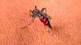 en la ultima semana, se reportaron 2956 nuevos casos de dengue en jujuy