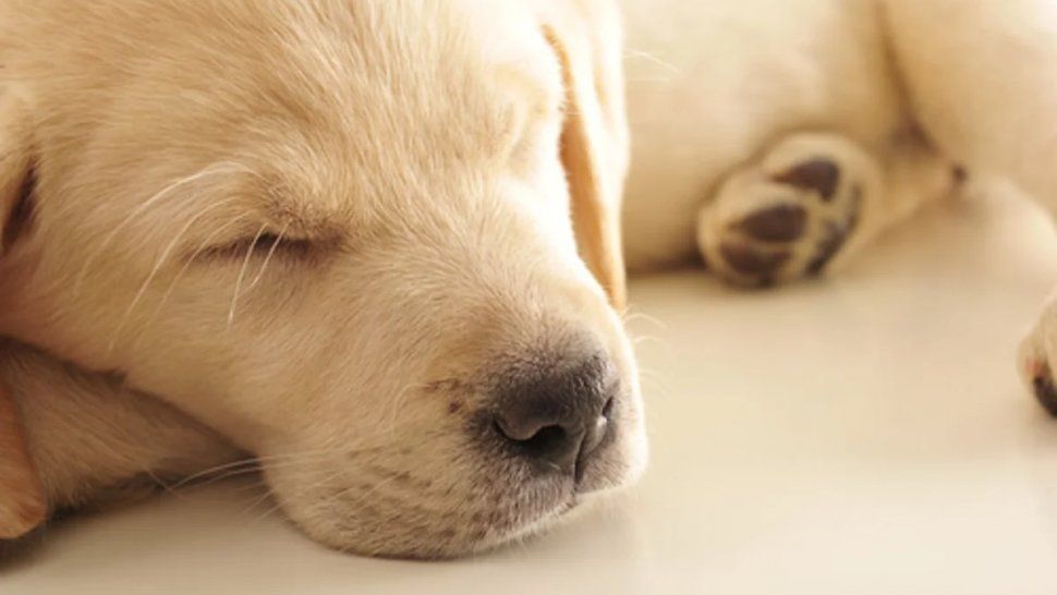 Según la forma de dormir de tu perro podés darte cuenta de cómo se siente.