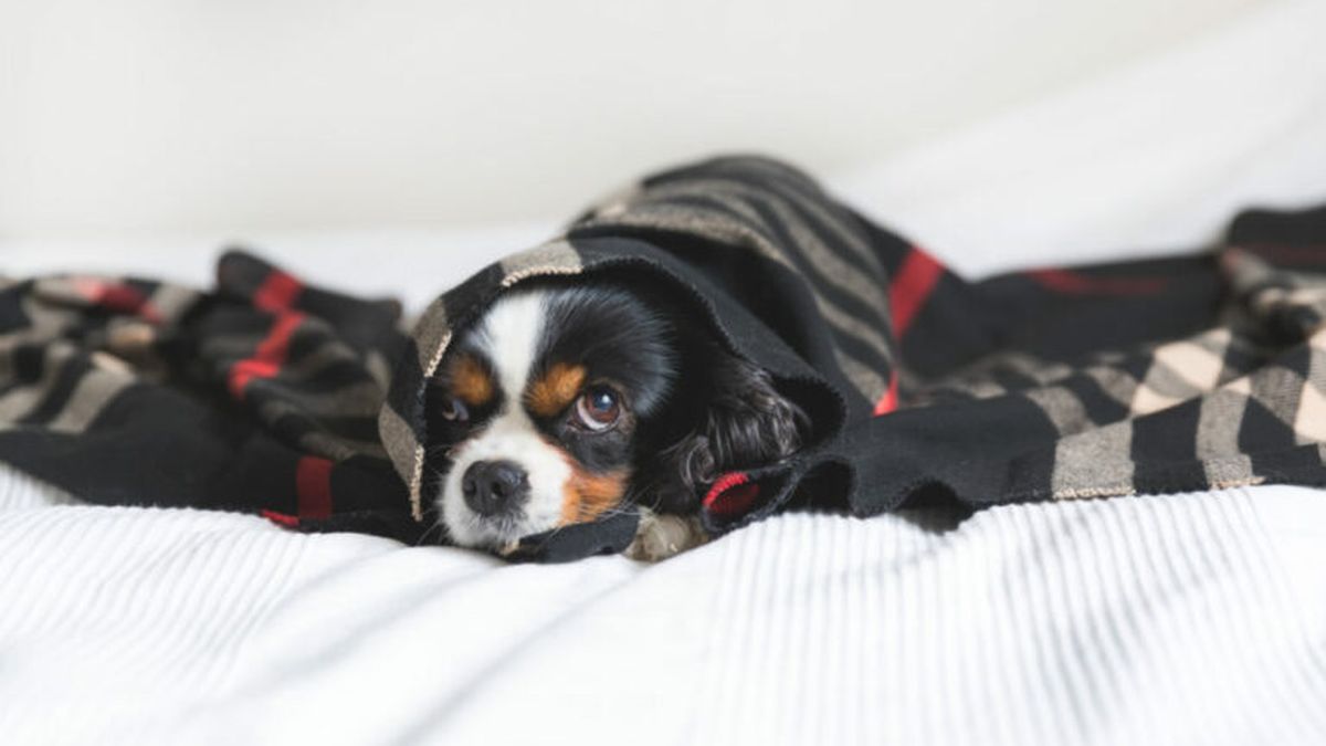 Como proteger a nuestras mascotas ante las bajas temperaturas