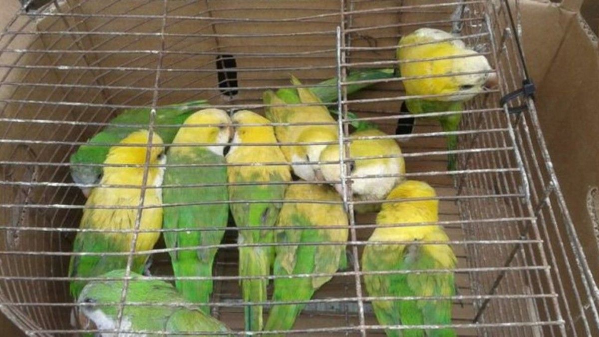 Desteñían loros con agua oxigenada para venderlos como aves exóticas.&nbsp;