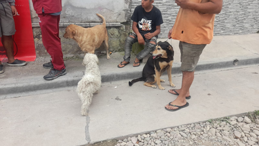 Vacunación antirrábica de mascotas Vacunación antirrábica de mascotas