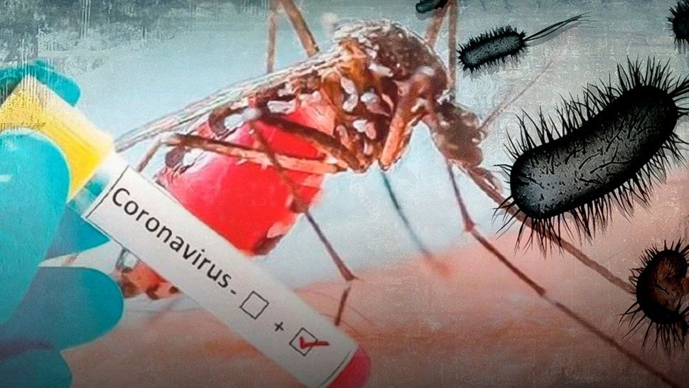 Se confirmaron 7 pacientes en Salta capital con coronasalmonella y 2 pacientes en Orán con casos autoctónos de coronadengue.