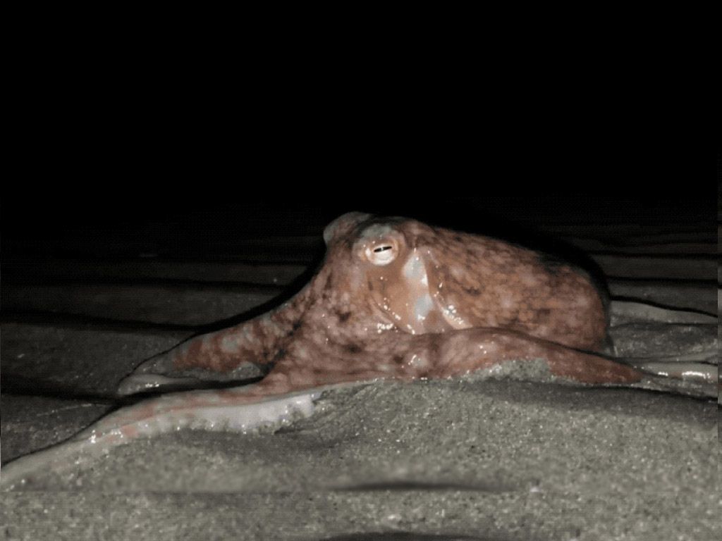 Pulpo en la playa