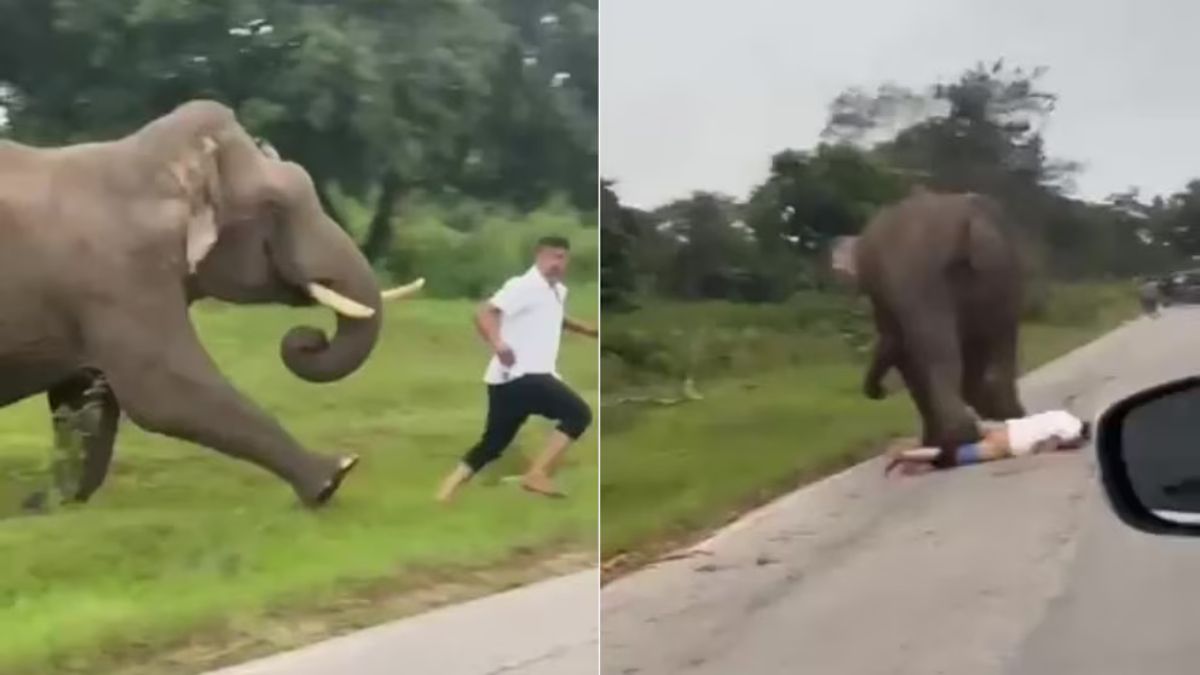 Sufrió un brutal ataque de un elefante en India y tuvo que pagar una multa por ingresar a una zona prohibida. &nbsp;