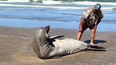 molesto a un lobo marino y fue increpado por otras personas