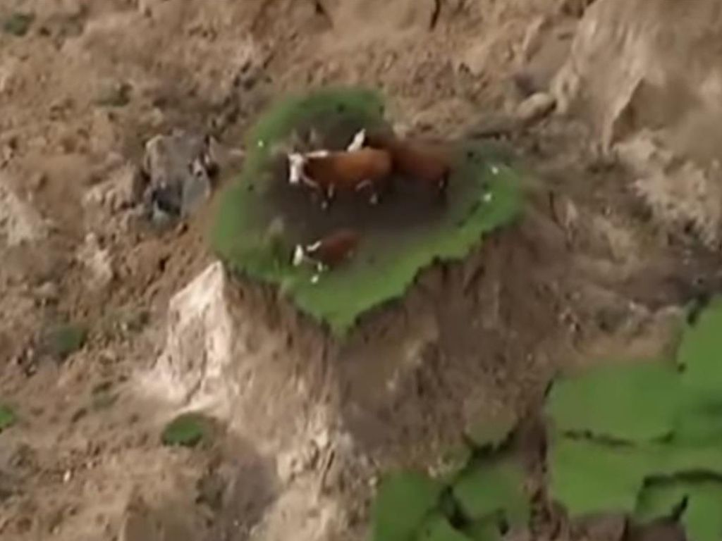 Vacas atrapadas después del sismo