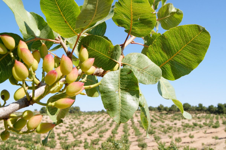 El cultivo de pistacho se caracteriza por su resistencia, además de la poca exigencia en determinados aspectos. Normalmente, este tipo de cultivo se produce normalmente en secando, pero con la ayuda del riego sí que se puede aumentar su producción y zonas de cultivo potenciales.