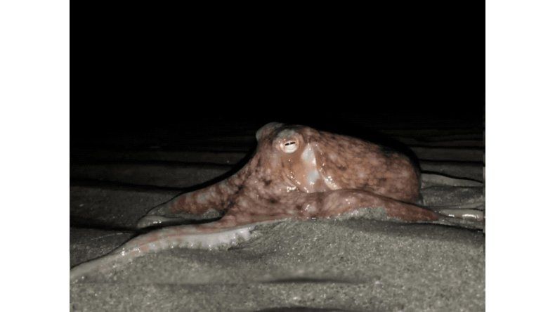 El extraño fenómeno ocurrido en la playa de Gales