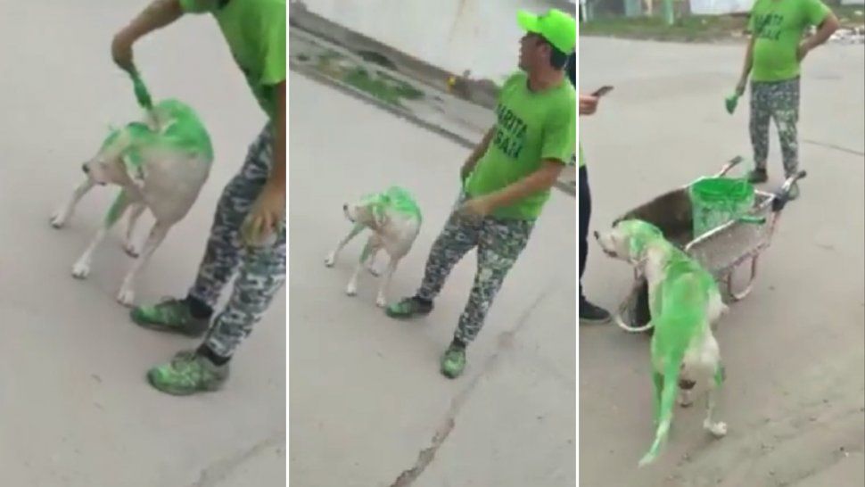 ¡La peor campaña! Pintaron a un perro con los colores de un candidato tucumano