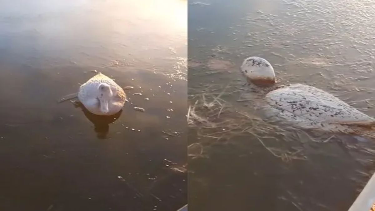Los usuarios compartieron el video de estos patos congelados y sorprendieron a todos.