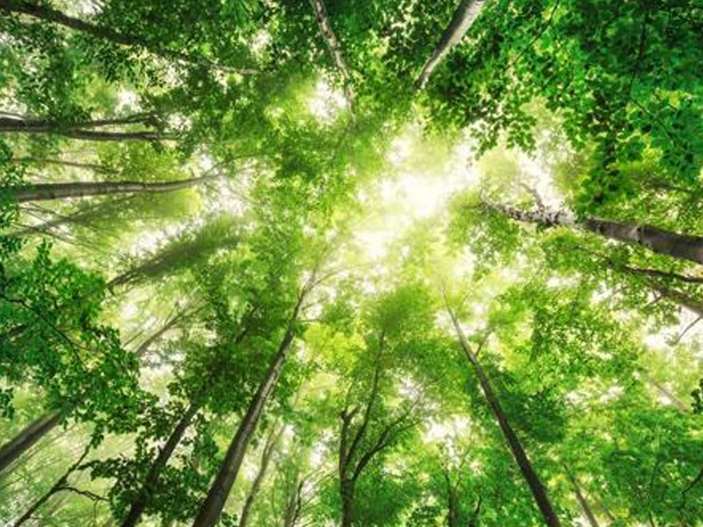 Bosques podrían desaparecer