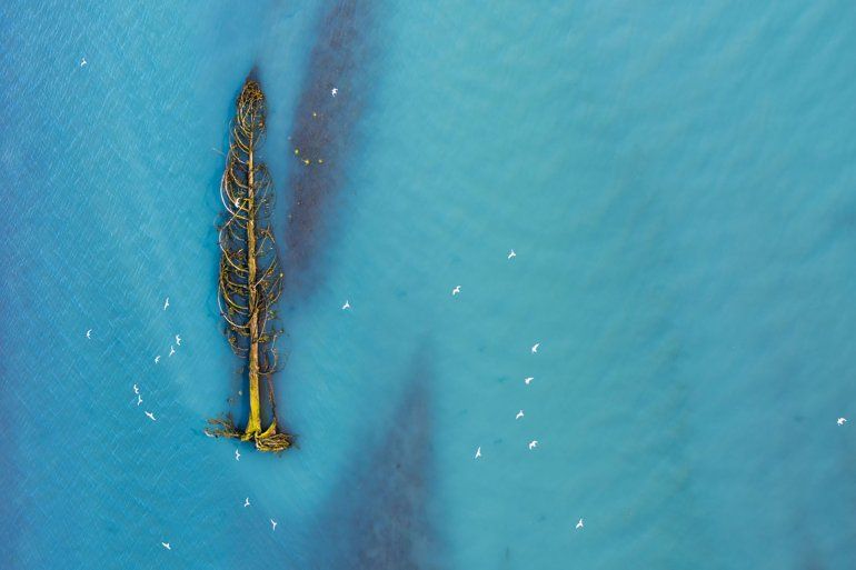 Las gaviotas migratorias huyen de un árbol de cedro que está siendo arrastrado río abajo por un río glacial en British Columbia, Canadá.