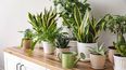 Cuáles son las mejores plantas para combatir la humedad.