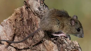 Hantavirus: qué dijo un infectólogo jujeño sobre la variante que se transmite entre personas