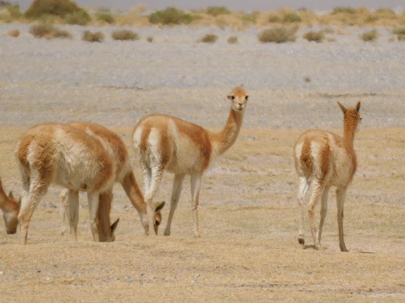 vicuñas - Imagen ilustrativa 