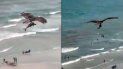 un aguila cazo a un tiburon en una playa y el video se hizo viral