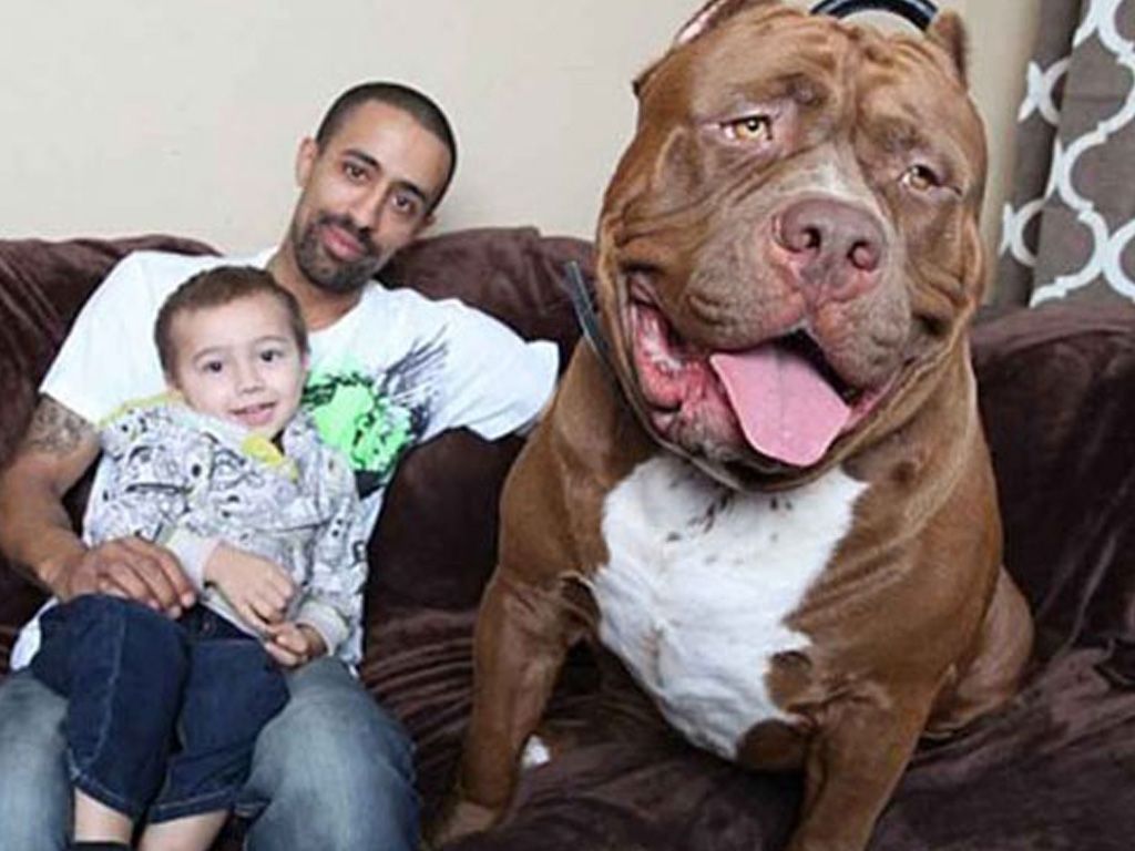 Hulk y su familia