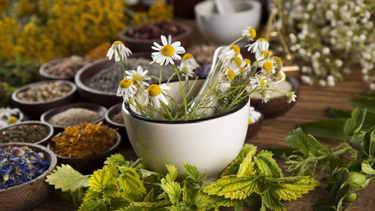 Cuáles son las plantas que combaten problemas de salud.&nbsp;