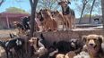 Los perritos corren peligro.