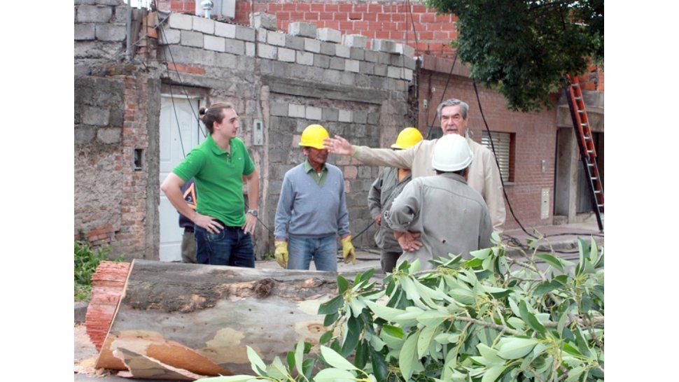 Remueven árbol