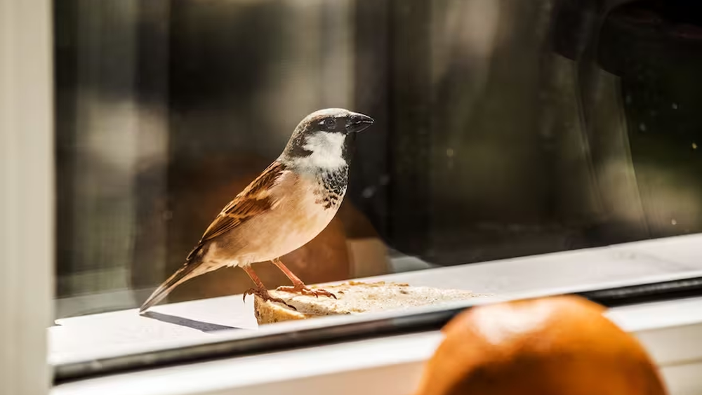 Foto ilustrativa. Foto ilustrativa.