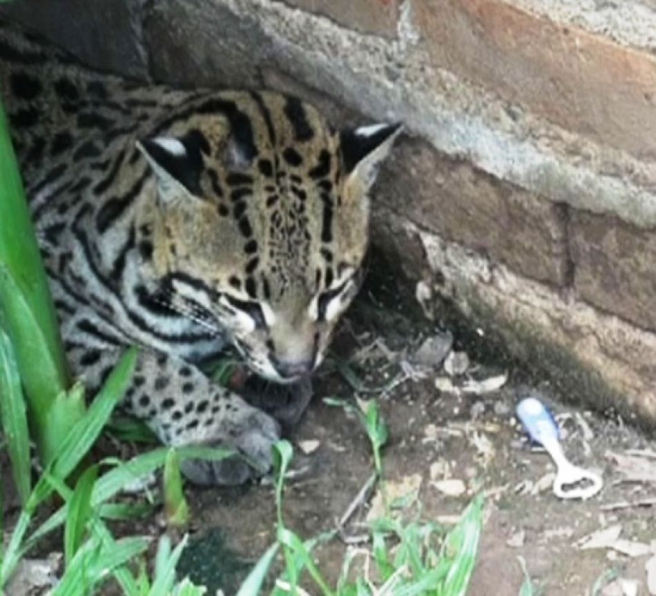 Ocelote en una casa