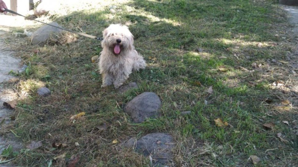 Chino, el caniche que desbarrancó&nbsp;