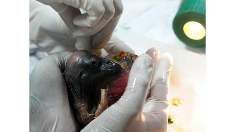 Condor andino llamado Kalfu