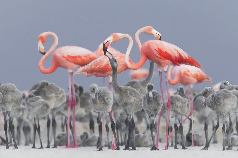 Un flamenco rosado caribeño alimenta a un pollito en Yucatán, México.