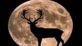 la luna llena llega este 13 de julio, la mas luminosa del ano