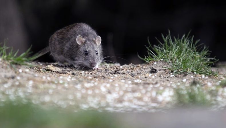 Hantavirus.
